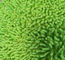 Grünes kleines Chenille Microfiber 650gsm faltete 13*47cm Oxford Taschen-nasse Mopp-Auflagen